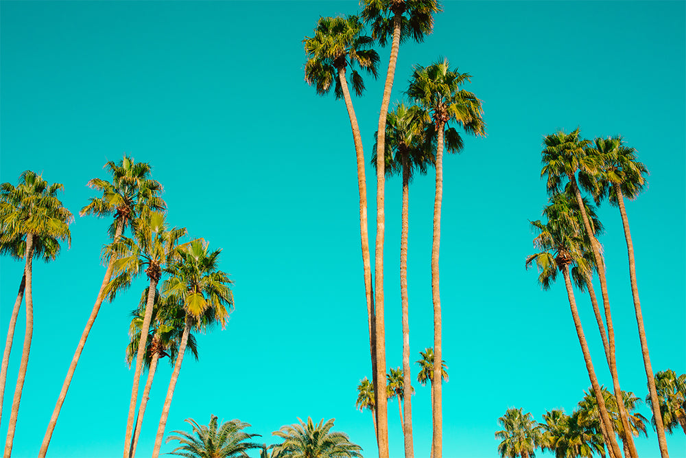 Top 2020 Summer Playlists